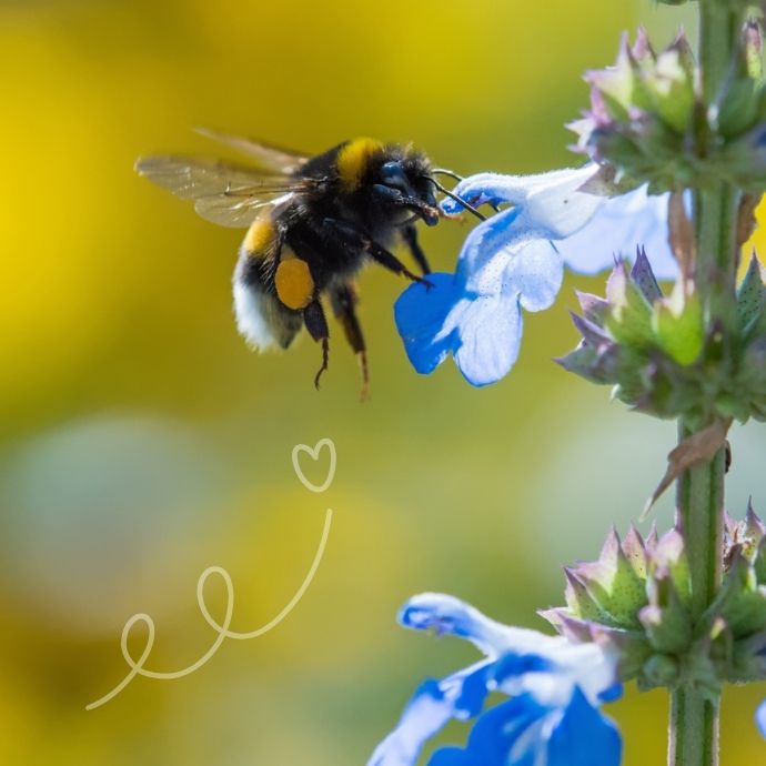 hommel die nectar drinkt bij bloem als symbool voor duurzaamheid en groei bij groeidoeners