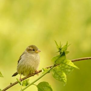 klein vogeltje op tak met groene achtergrond als illustratie van duurzaam hart groeidoeners