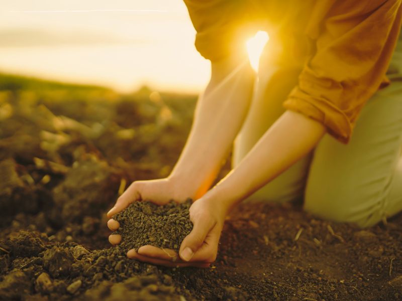Een handje zelfgemaakte compost