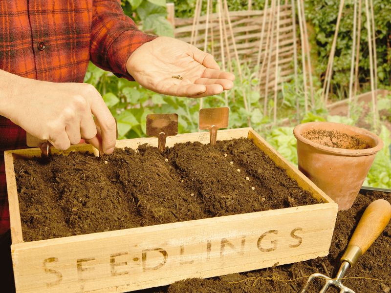handen die zaaien. het begin van moestuinieren